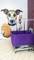 C&D Pet Spa - Pet Grooming design & construction