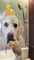 C&D Pet Spa - Pet Grooming design & construction